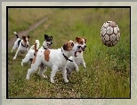 Łąka, Zabawa, Psy, Piłką, Jack Russell Terrier