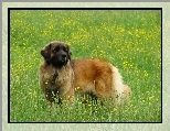 Duży, Leonberger