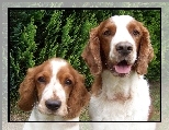 Springer spaniel walijski, mordki, dwie