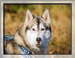 Siberian Husky, Głowa