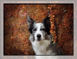 Krzew, Pies, Border collie, Gałązki