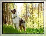 Owczarek australijski-australian shepherd