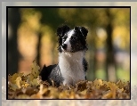 Owczarek australijski-australian shepherd, Liście