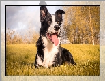 Pies, Łąka, Border collie