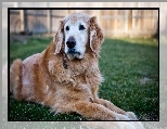 Golden Retriever, Trawa