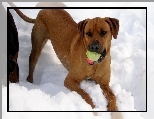 Rhodesian ridgeback, śnieg, piłka