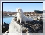 Samojed, widok