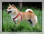 Shiba inu, czerwone, szelki