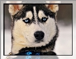 Siberian Husky, Niebieskie, Oczy