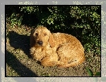 skulony, Basset Fauve de Bretagne