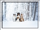 Spaniel kontynentalny miniaturowy Papillon, Cztery, Zima, Owczarek australijski, Psy, Berneski pies pasterski, Drzewa