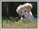 Trawa, Biały, Szczeniaczek, Golden Retriever