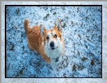 Zima, Spojrzenie, Pies, Trawa, Welsh corgi pembroke