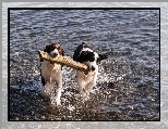 Zabawa, Szczeniaki, Border Collie, Drewno, Rzeka